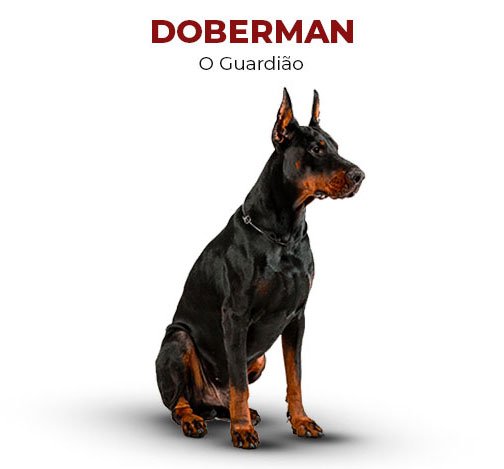 dobberman-o-guardião