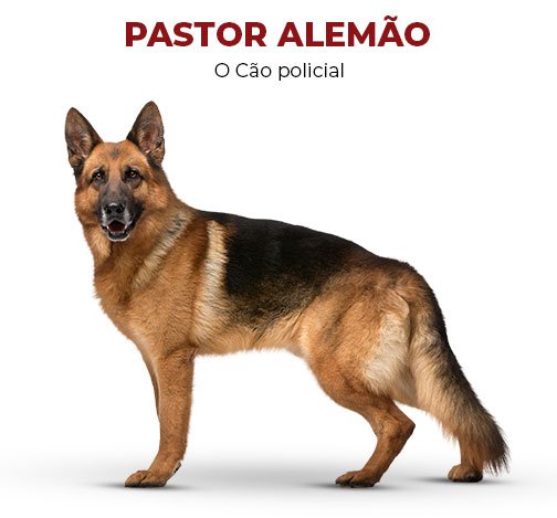 pastor-alemão-cão-policial