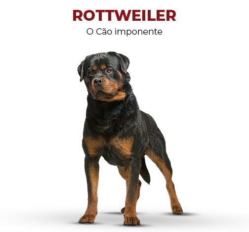 rottweiller-o-cão-imponente